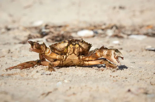 Crabe Vivant Sur Rivage Sablonneux Mer Noire Ukraine Région Kherson — Photo
