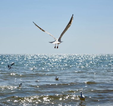 Bir yaz günü Ukrayna Kherson bölgesinde, Karadeniz 'in kumlu sahillerinde martılar uçar.