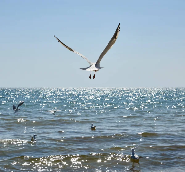 Γλάροι Πετούν Πάνω Από Την Αμμώδη Ακτή Της Μαύρης Θάλασσας — Φωτογραφία Αρχείου