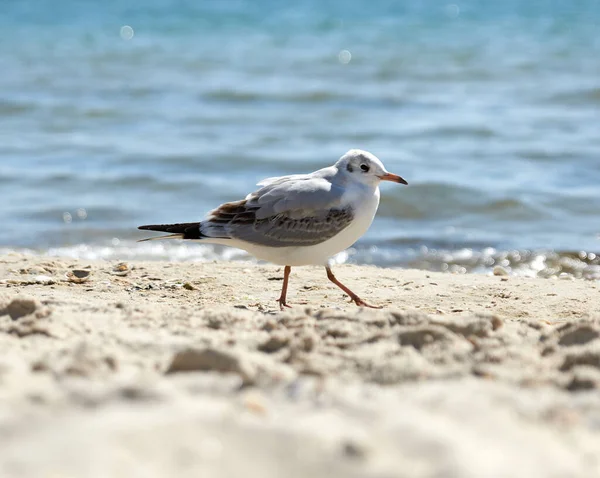 Gaivotas Costa Arenosa Mar Negro Dia Verão Região Ucrânia Kherson — Fotografia de Stock