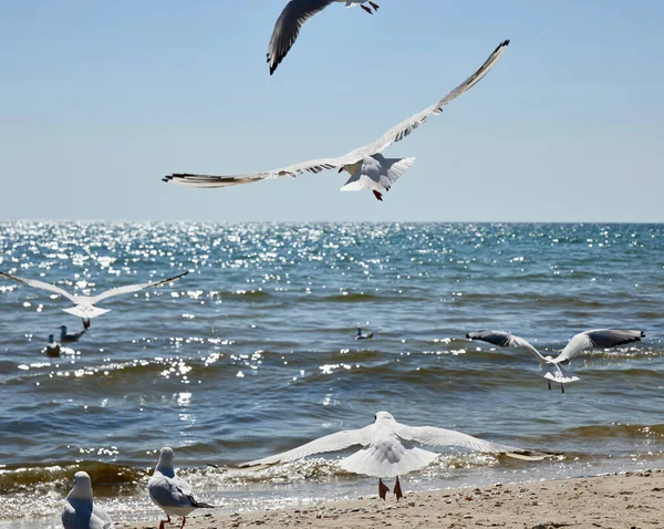 Gaivotas Voam Sobre Costa Arenosa Mar Negro Dia Verão Região — Fotografia de Stock
