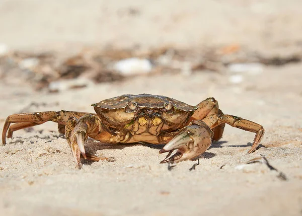 Crabe Vivant Sur Rivage Sablonneux Mer Noire Ukraine Région Kherson — Photo