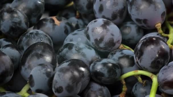 Δέσμες Ώριμων Μπλε Σταφυλιών Φρούτα Περιστρέφονται Κοντά — Αρχείο Βίντεο