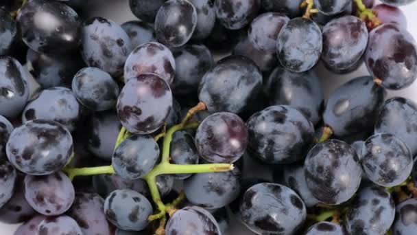 Δέσμες Ώριμων Μπλε Σταφυλιών Φρούτα Περιστρέφονται Κοντά — Αρχείο Βίντεο