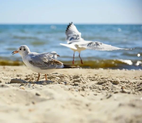 Gaivotas Costa Arenosa Mar Negro Dia Verão Região Ucrânia Kherson — Fotografia de Stock