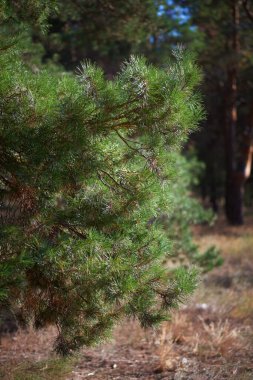 Ukrayna bozkırlarındaki kozalaklı ormanın kıyısında, Kherson bölgesinde, yaz güneşli bir günde.