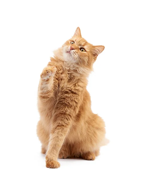Ενήλικα Χνουδωτή Κόκκινη Γάτα Κάθεται Και Σήκωσε Μπροστινά Πόδια Του — Φωτογραφία Αρχείου