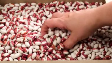 Kırmızı ve beyaz tüm çiğ fasulyeler, bir kadının eli avucunun içini kapar, kapatır.