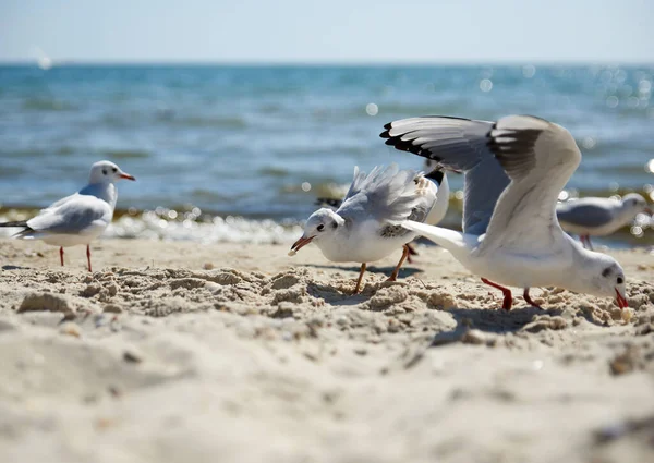 Seagulls Sandy Shore Black Sea Summer Day Ukraine Kherson Region — Stock Photo, Image