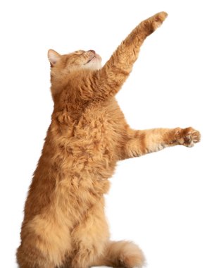 Adult ginger cat standing on hind legs and stretching upwards on isolated background