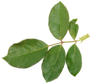 İzole edilmiş arkaplanda yeşil yapraklı gül dalı, üst görünüm