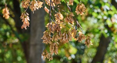 Kuru, açık kahverengi kanatlı tohumlar ve yeşil yapraklı bir ağaç dalı.