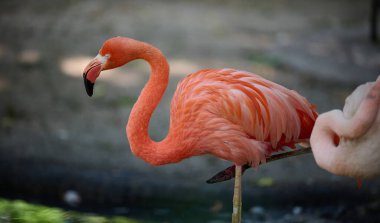 Pembe bir flamingo çimlerin üzerinde duruyor.