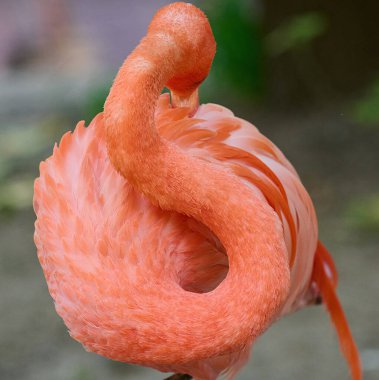 Pembe bir flamingonun tüylerini kabartmak için başını eğmesi.