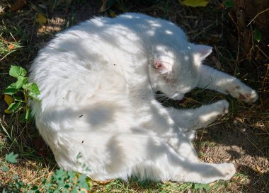 Güneşli bir günde beyaz bir kedi yerde kıvrılmış yatıyor.