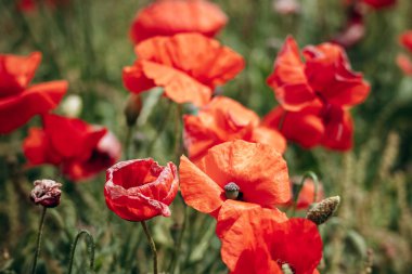 Bereketli yeşil buğday saplarının parlak bir bahar gününde doku ve kontrastı eklediği Malta 'nın Birzebbuga kıyısında tam çiçek açmış kırmızı gelinciklerin canlı bir tarlası.