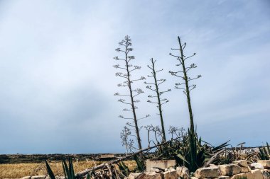 Marsaskala ve Marsaxlokk arasındaki kırsal bir Akdeniz manzarasında duran kuru saplı, uzun, agave bitkileri.