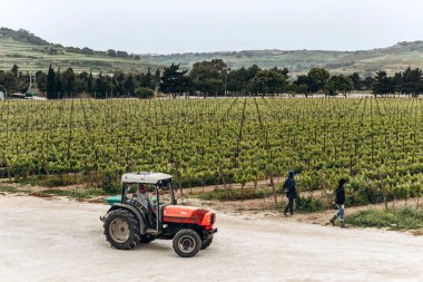 Attard, Malta - 14 Nisan 2025: Malta 'daki Meridiana Şarap Malikanesinin mevsimlik saha çalışmaları sırasında sıralanmış üzüm bağları, traktör ve üzüm bağı işçileriyle manzarası.