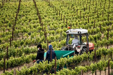 Attard, Malta - 14 Nisan 2025: Malta 'daki Meridiana Şarap Malikanesinin mevsimlik saha çalışmaları sırasında sıralanmış üzüm bağları, traktör ve üzüm bağı işçileriyle manzarası.