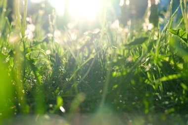 fluffballs akşam güneş ışığı altında çayır