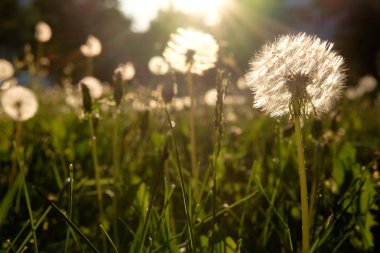 fluffballs akşam güneş ışığı altında çayır