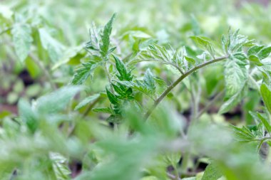 Serada büyüyen domates fidesi