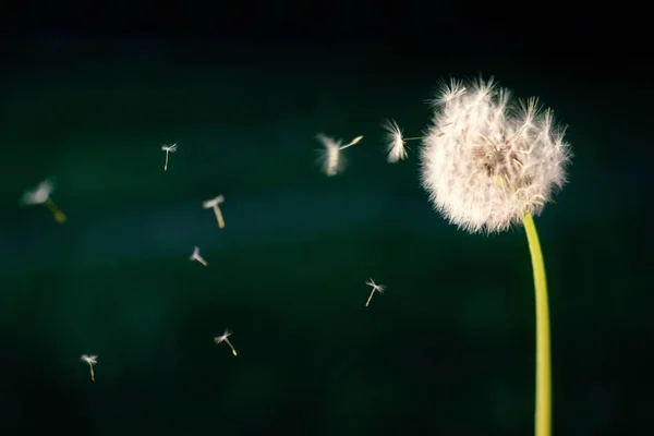 風が吹くまで Blowball — ストック写真