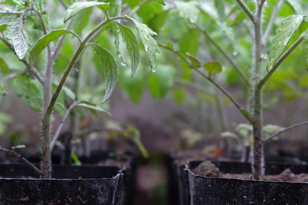 Plántulas Tomates Que Crecen Invernadero — Foto de Stock