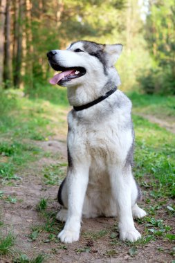 Onun ağzı açık orman olarak ön görülen kamera karşı karşıya malamute gülümseyen şirin oturma. Açık. 