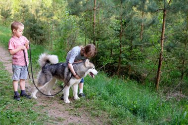 onların köpek malamute ormanda bir yürüyüş ile çocuklar waiking. En iyi dostlar. Dostluk. 