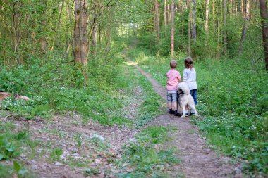 onların köpek malamute ormanda bir yürüyüş ile çocuklar waiking. En iyi dostlar. Dostluk. 