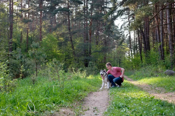 pembe bir T-shirt ve kot onun köpek malamute ormanda bir yürüyüş ile çekici bir genç adam