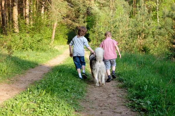 ormanda bir yürüyüşe onların köpek malamute ile çalışan çocuklar. En iyi dostlar. Dostluk. 
