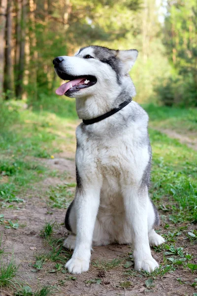 Onun ağzı açık orman olarak ön görülen kamera karşı karşıya malamute gülümseyen şirin oturma. Açık. 