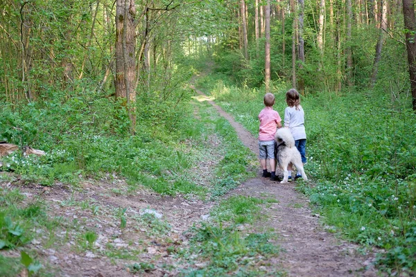 onların köpek malamute ormanda bir yürüyüş ile çocuklar waiking. En iyi dostlar. Dostluk. 