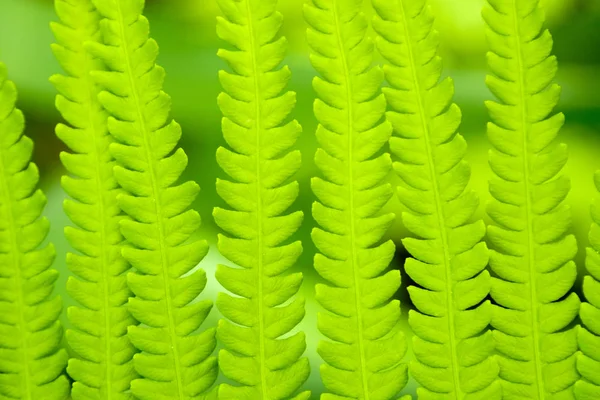 fern leaf ornament, macro