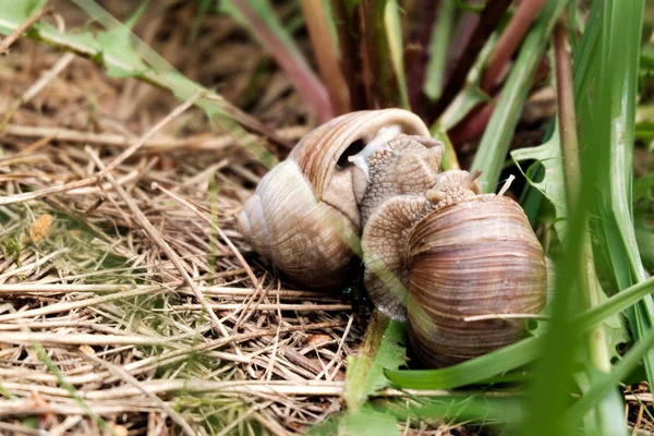 Pair Grape Snails Copulate — Stock Photo, Image