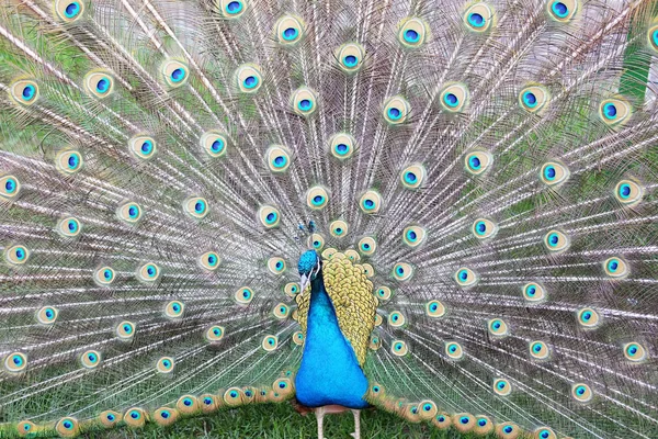 Peacock Swelled Its Tail — Stock Photo, Image