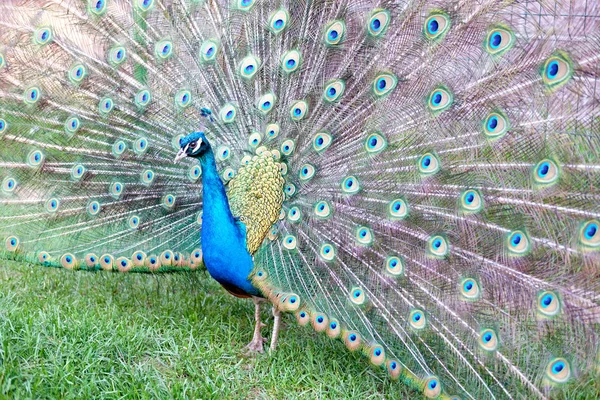 Peacock Swelled Its Tail — Stock Photo, Image