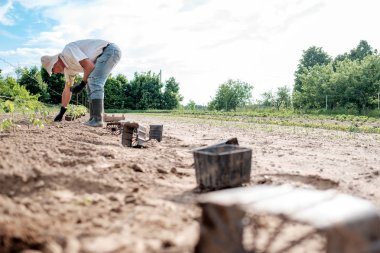 domates Fidan Dikim alanında çiftçi
