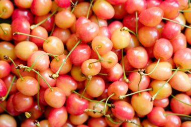 Olgun kiraz yığınını yaprak ve saplarla kapatın. Büyük bir taze kırmızı kiraz koleksiyonu. Olgun kiraz arkaplanı. 