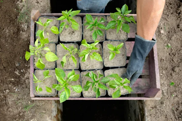 farmer prepare for planting pepper seedlings