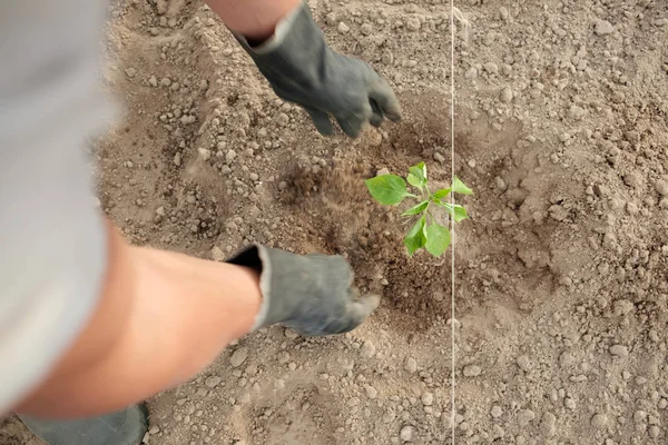 Landmand Plantning Peber Frøplanter - Stock-foto