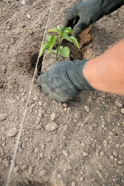 farmer planting pepper seedlings