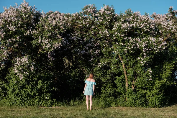 Redhead Girl Blue Light Cocktail Dress Standing Fron Lilac Bushes — Stock Photo, Image