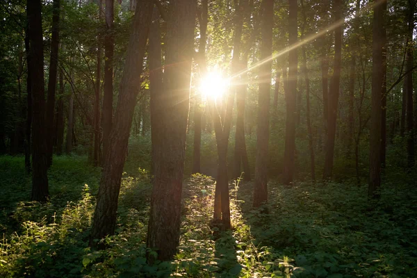 Zachód Słońca Lesie Drzew — Zdjęcie stockowe