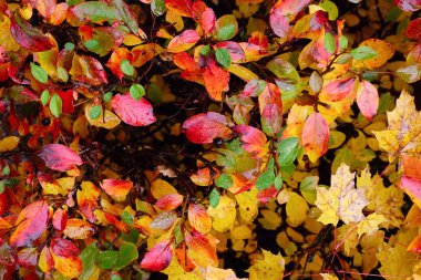Çok renkli kırmızı, sarı ve yeşil leves bush arka plan üzerinde. Sonbahar konsepti.