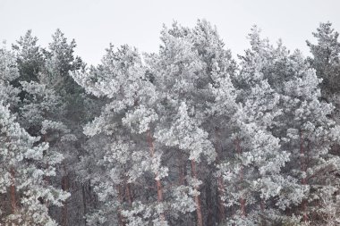 Kış karlı çam ağaçları