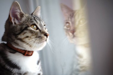 Pencereden bakan kedi.