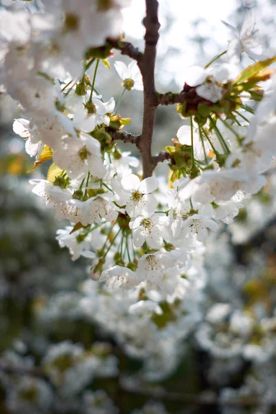 Copac Alb Înflorit Sakura Primăvară Conceptul Primăvară Primăvara Iubirii Closeup — Fotografie, imagine de stoc